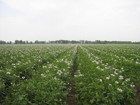 картофельное поле.jpg